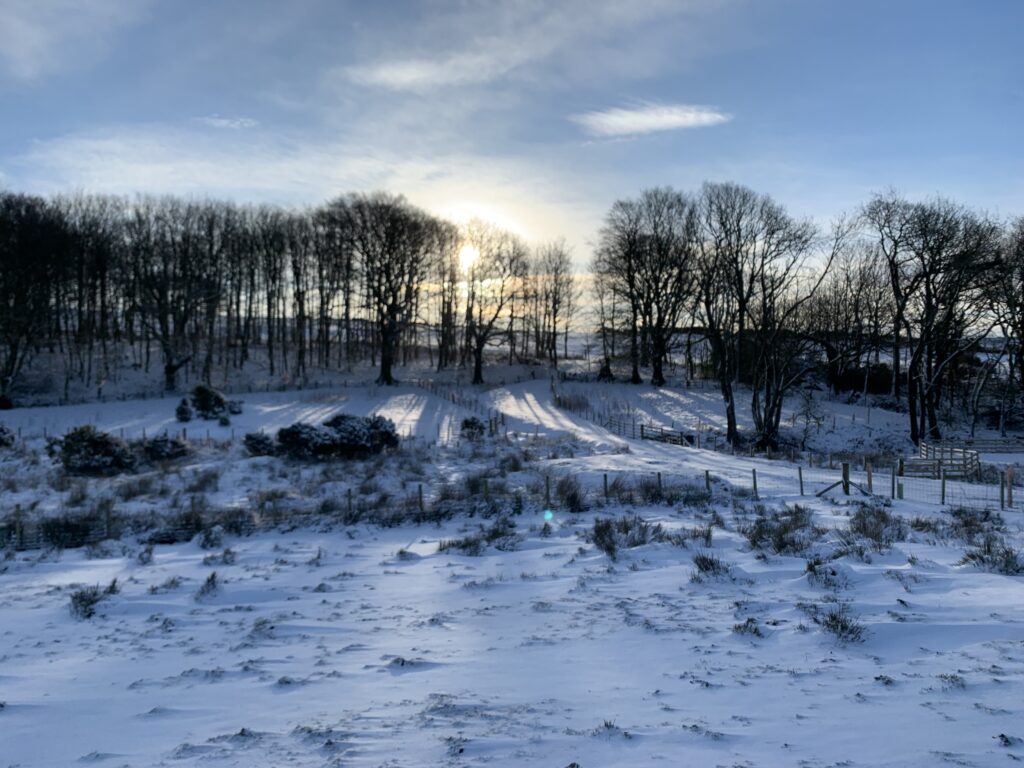 A snow covered field with the weak sunlight lighting the trees behind